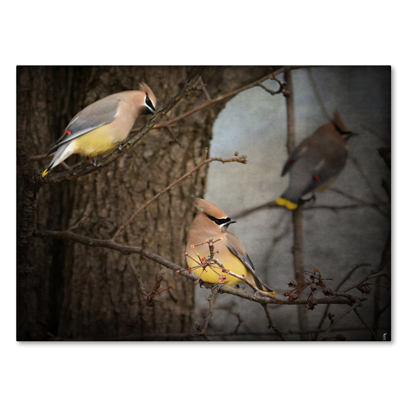 «Winter visiteurs Cedar Waxwings», impression sur toile tendue Vidur, H 18 po x l 24 po
