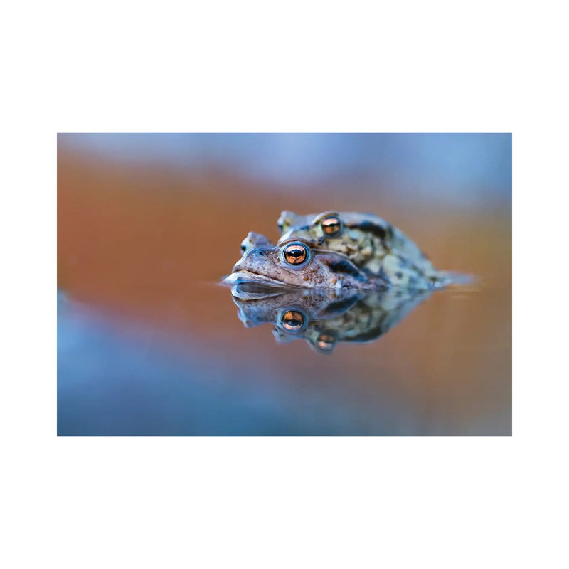 Toads' Love by Mateusz Piesiak - Wrapped Canvas Print, 20.32 cm H x 30.48 cm W