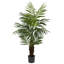 Palmier Charleca Areca-1960392809