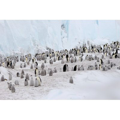 Emperor Penguins by Flammulated - Wrapped Canvas Print