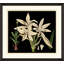 Antique Orchid On Black II Painting