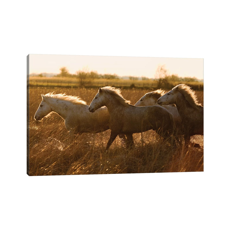 Camargue Horses Running At Sunset, Camargue, France by Konrad Wothe - Wrapped Canvas Print, 20.32cm H x 30.48cm W x 1.91cm D