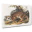 American Wildcat - Wrapped Canvas-55368694