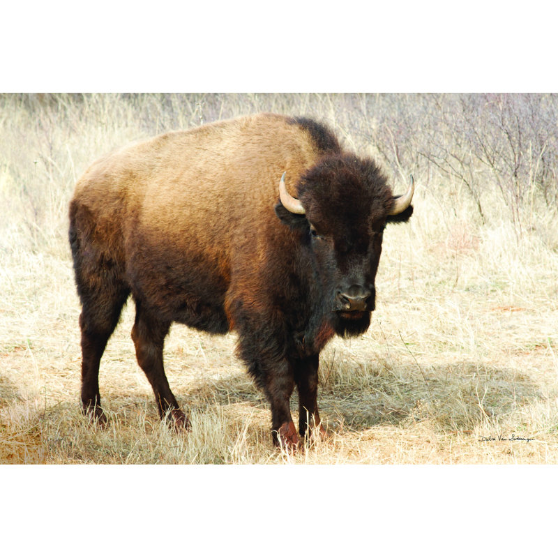 " American Bison II " by Debra Van Swearingen, 20" H x 30" W