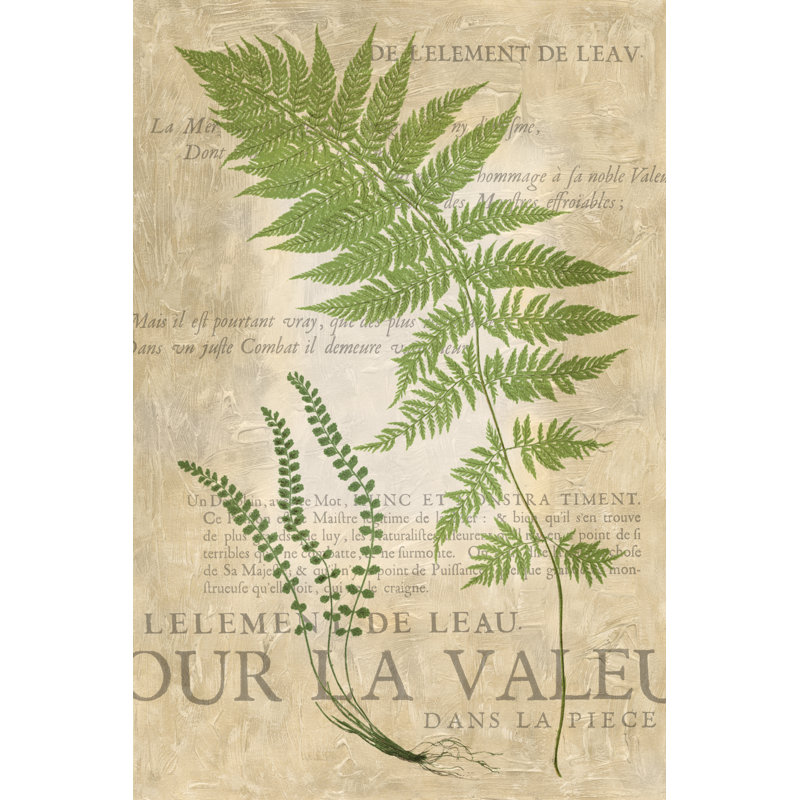 Fern Folio II by Vision Studio - Painting Print, 122cm H x 81cm W, Black Floater Framed