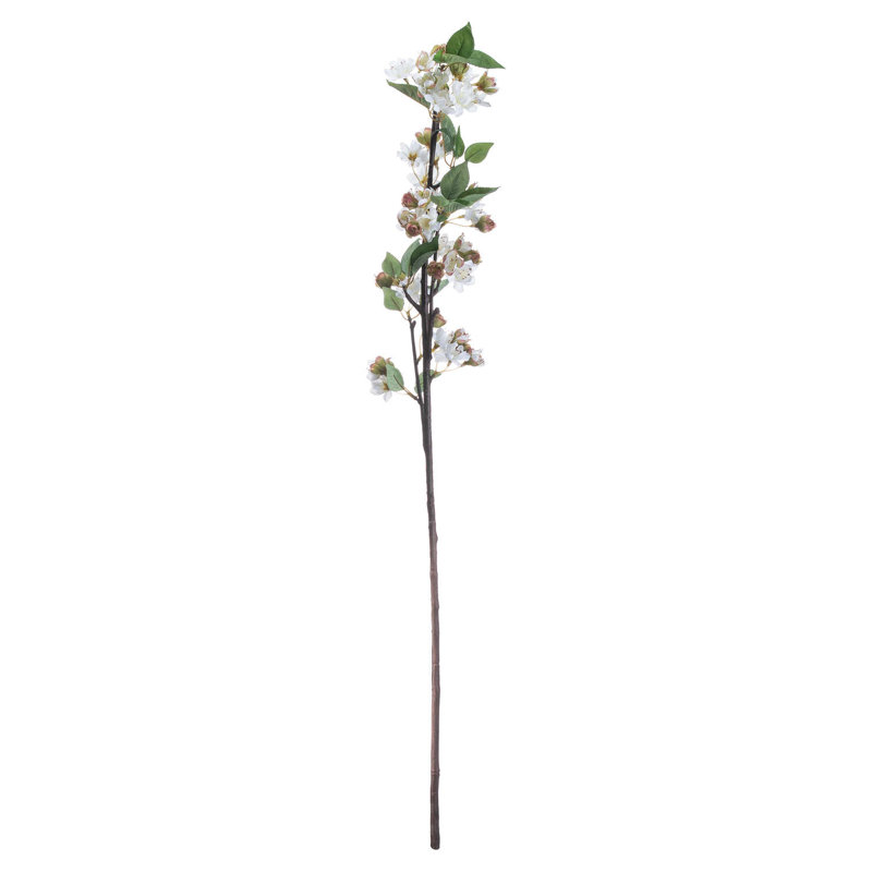 Anastasija Arrangement