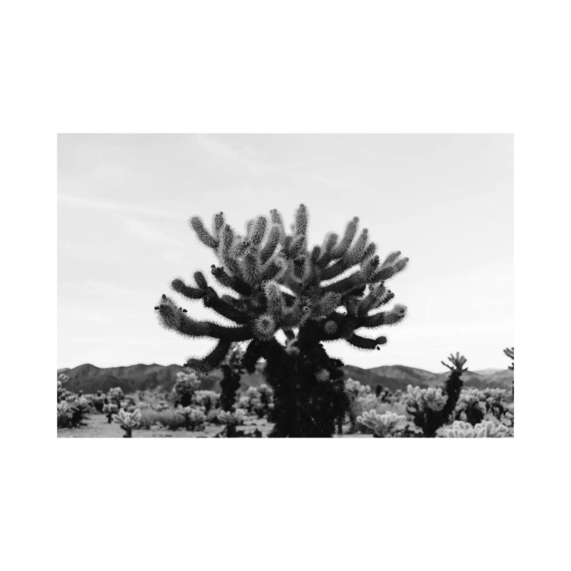 Cholla Cactus Garden XI by Bethany Young - Print on Canvas, Wrapped Canvas, 30.48cm H x 45.72cm W x 1.91cm D