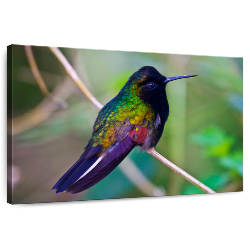 Colibri à ventre noir Brampt, H 16 po x l 24 po