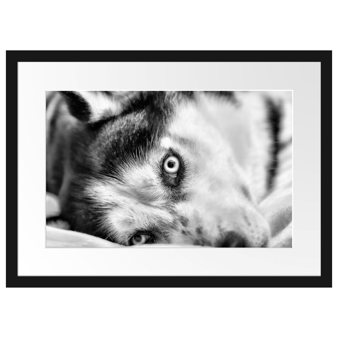 Gerahmtes Poster Husky im Bett mit Augen