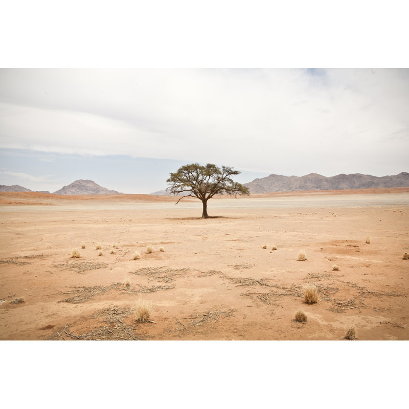 Solitary Tree by Pieter-Pieter - Wrapped Canvas Print, 30cm H x 46cm W x 3.8cm D