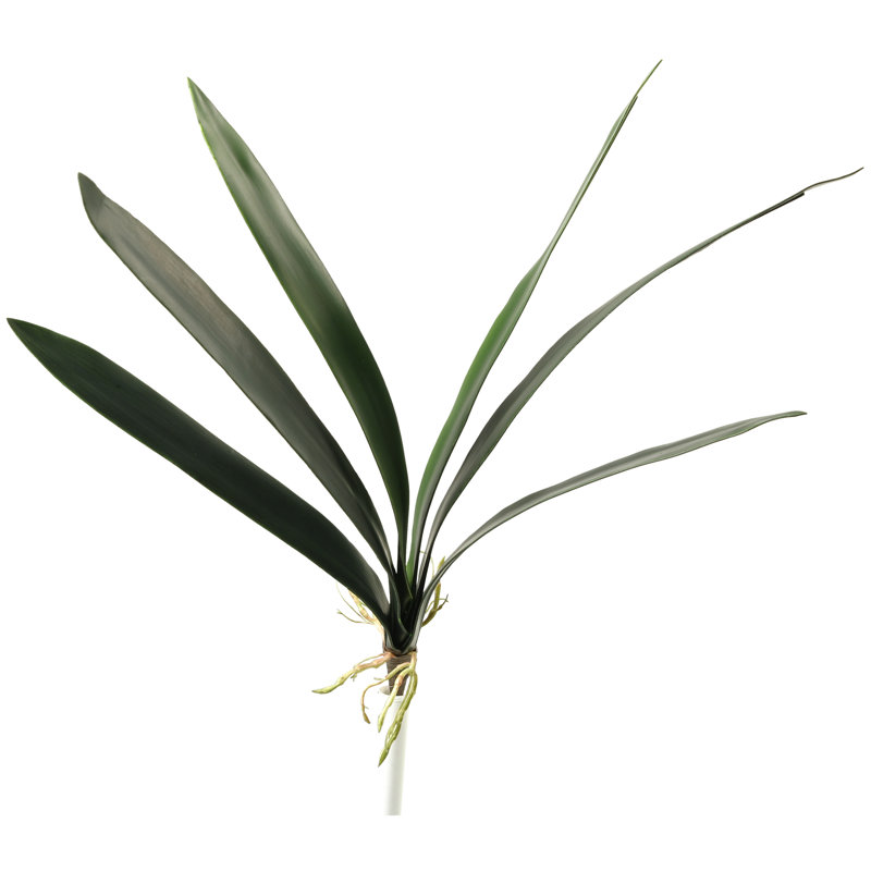 Plante folaige cymbidium