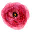 Floating Peony 3 Print by Nathan Turner