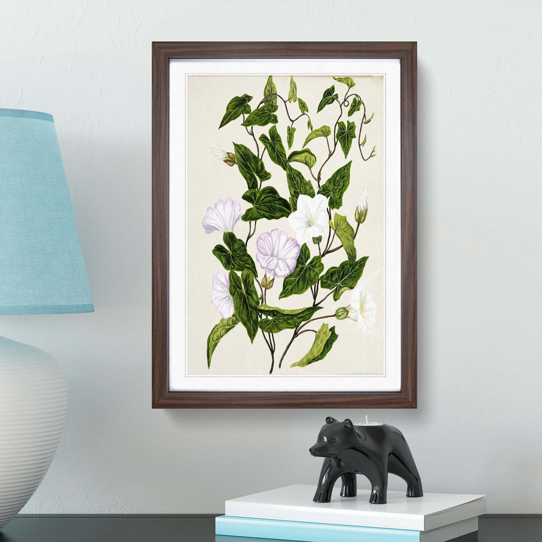 Bindweed Flowers by Sarah Featon - Framed Print