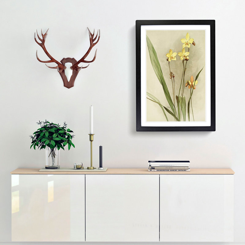 Magnolia Flowers Illustration Tab. 88 by Frederick Sander - Picture Frame Painting Print, 76cm H x 50cm W x 2cm D, Black