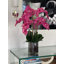 Orchidée en fleurs dans un vase-68766511