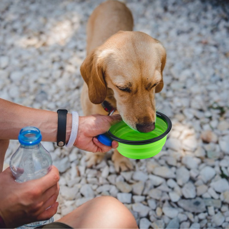 Pet Bowl