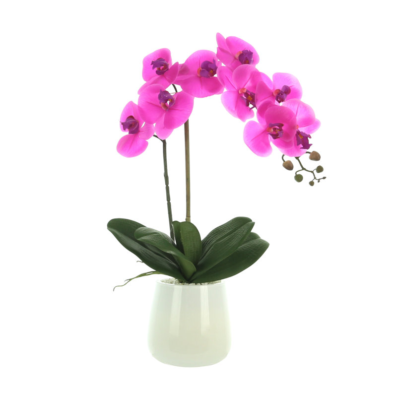 Phalaenopsis Orchid Floral Arrangement in Pot, Fuchsia/Pink