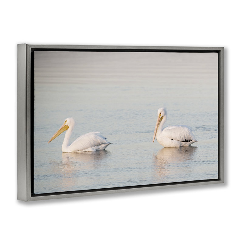  «Pelicans on Calm Waters» par Danita Delimont, H 17 po x l 25 po, Cadre flottant gris lustré