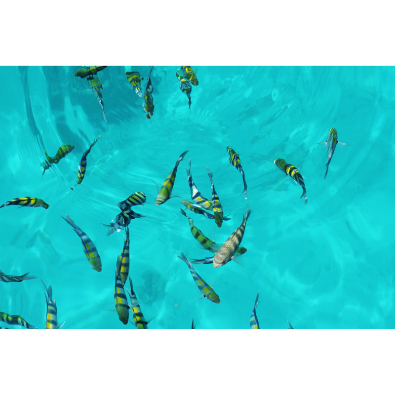 Fish by Ginaellen - Wrapped Canvas Print, 51cm H x 76cm W