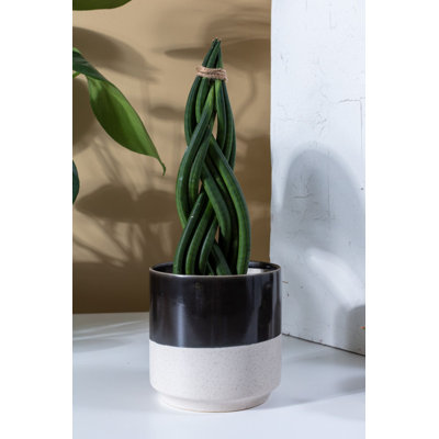 Bia Pot