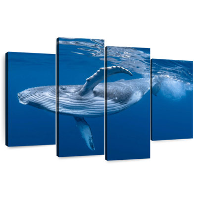 Brampt Baby Humpback Whale