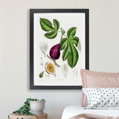 Fig Tree Illustration - Framed Print