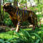Tiger Metal Garden Statue