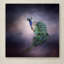 Vidur «Peacock 11», impression sur toile tendue-22073259