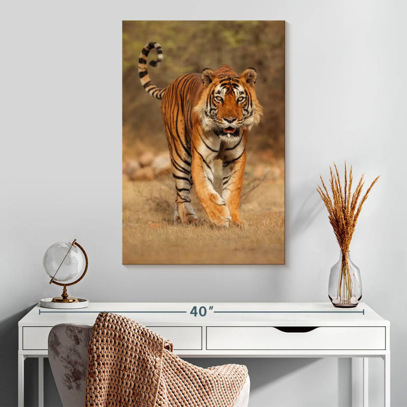Pacing Wild Tiger