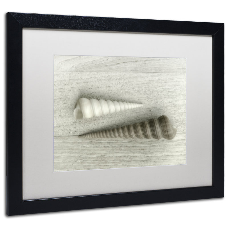 Cadre photo « sea escargot shells », reproduction de photo sur toile, H 16 po x l 20 po x P 0,5 po, Noir