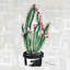 Cactus en fleurs - Peinture-1475936940-1440432762