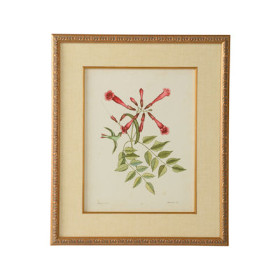 Catesby Bird And Botanical VI Print