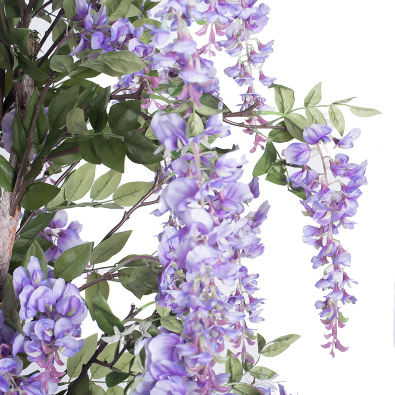 Arbre wisteria en pot