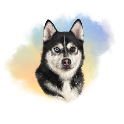 Husky sibérien Heiko noir et blanc aux yeux multicolores. Portrait de chien dessiné à la main.