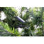 6.89' H Lighted Artificial Christmas Tree
