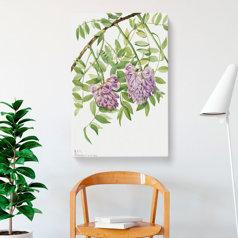 American Wisteria by Mary Vaux Walcott - Wrapped Canvas, 50cm H x 35cm W x 3cm D