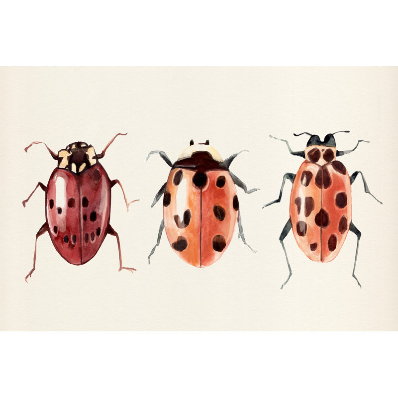 Ladybug Display I by Annie Warren - Wrapped Canvas Painting, 30cm H x 46cm W x 3.8cm D