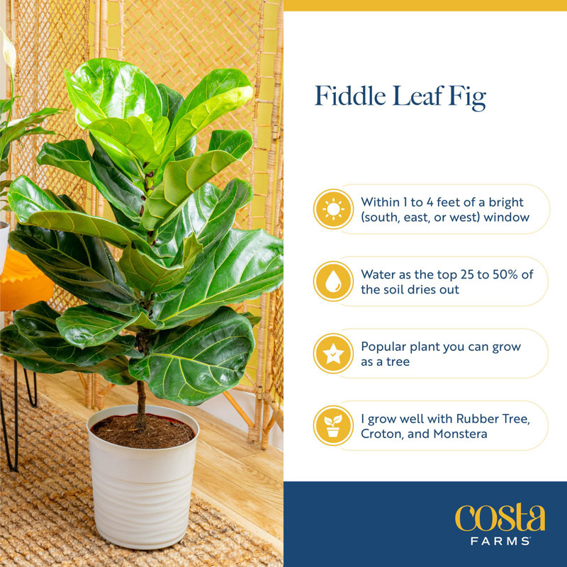 Foliage Plant in Planter