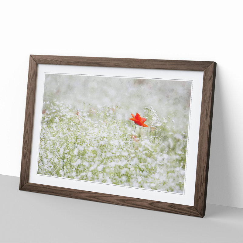 Lone Poppy Flower - Picture Frame Graphic Art, 27cm H x 36cm W x 2cm D, Walnut Framed