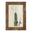 Antique Cactus IV, reproduction encadrée sur papier-830017522-830017419