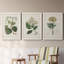 Antique Turpin Botanical IV - Ensemble de 3 reproductions d'art sur toile-2038202539-2038202528