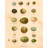 Birds Eggs I-1522458817