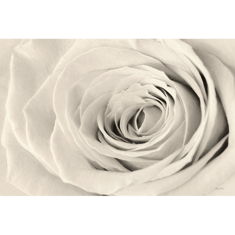 «Cream Rose» par Lori Deiter, reproduction sur toile tendue, Non, H 32 po x l 48 po, Toile avec cadre flottant noir