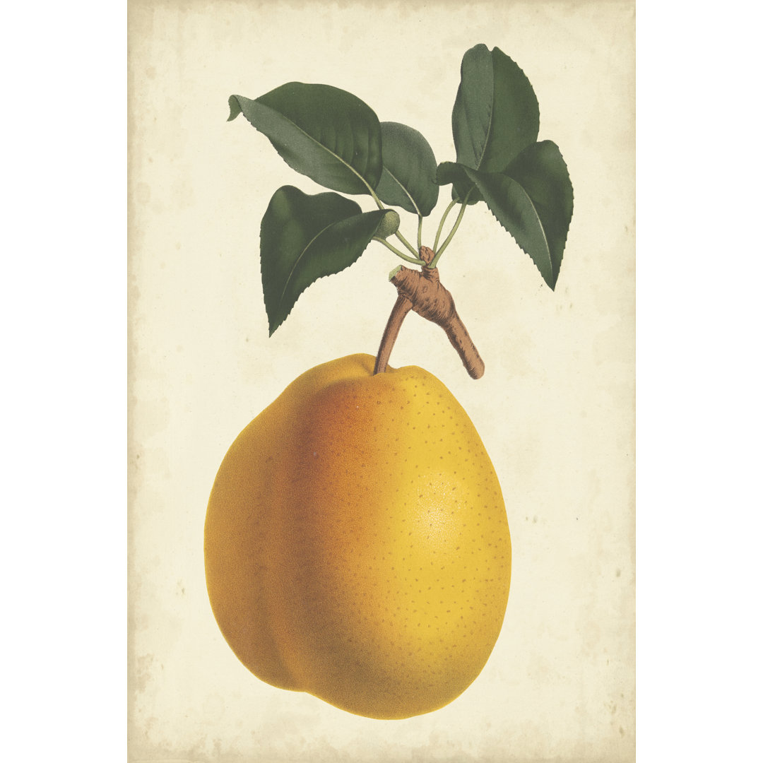 Leinwandbild Antique Pear Botanical II von Horto Van Houtteano