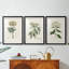 Antique Turpin Botanical VII - reproduction sur mesure encadrée de qualité supérieure - 3 pièces-312085996-312085987