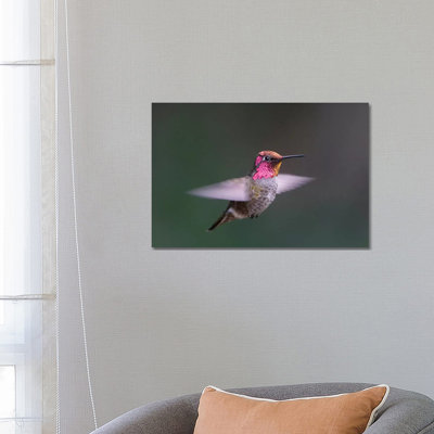 Anna's Hummingbird by Gary Luhm - Wrapped Canvas Print
