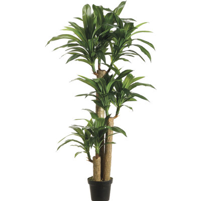 60'' Faux Dracaena Tree in Pot