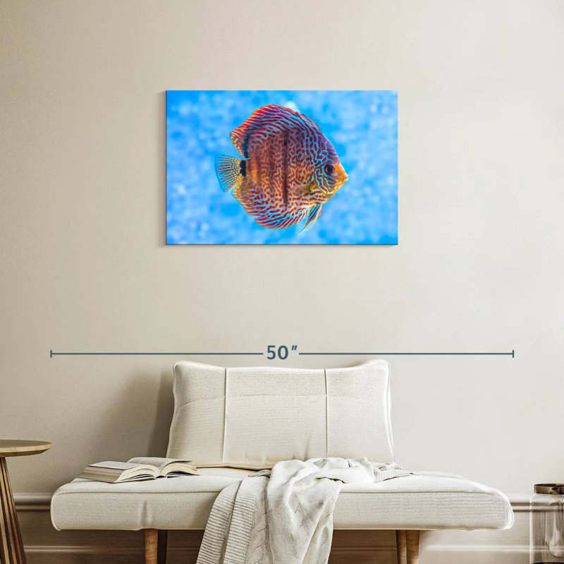 Brampt Freshwater Discus Fish, 20" H x 30" W