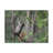 Funny Baboon Outside Wall Art