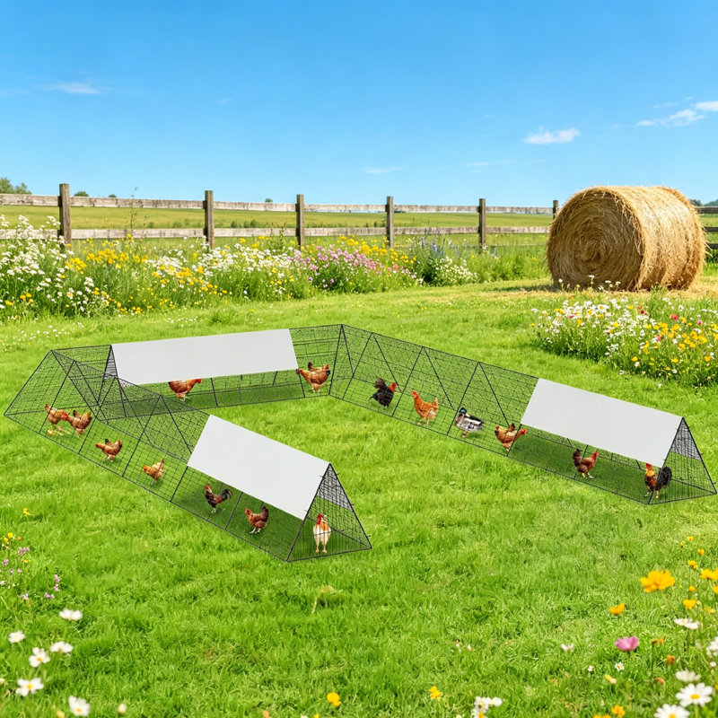 Chicken Coop